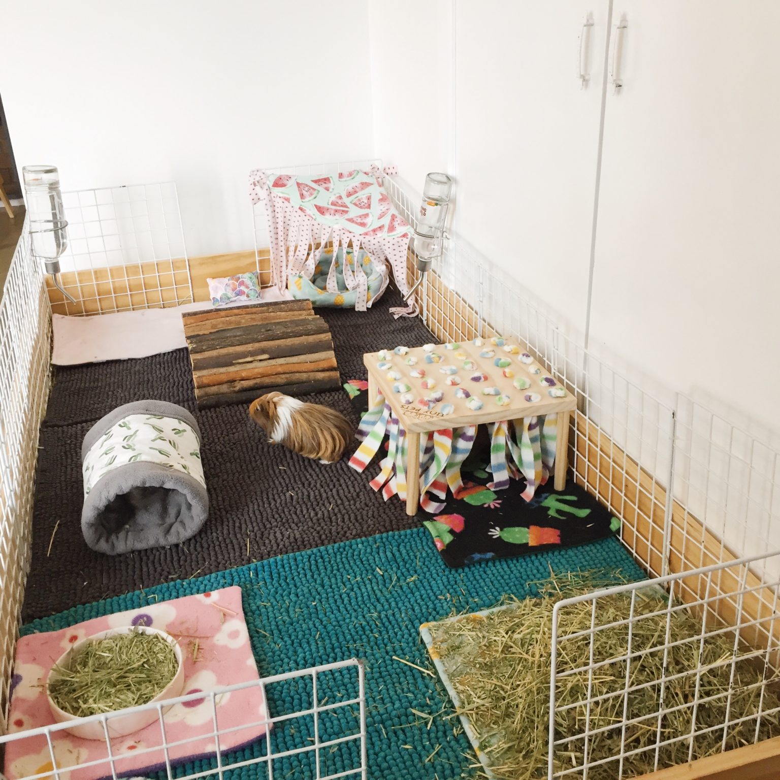 Guinea Pigs Cage Set Up & Gizmo & Co