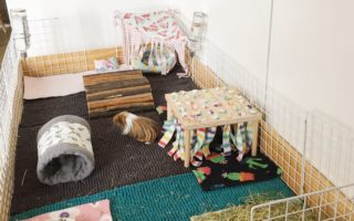 Olive and Ziggys guinea pig cage is handmade from plywood and a large wooden base. On the inside of the cage are three bath mats as liners, a wooden tunnel, a wooden hidey hut, some fleece cosy items and two large piles of hay and two water bottles.