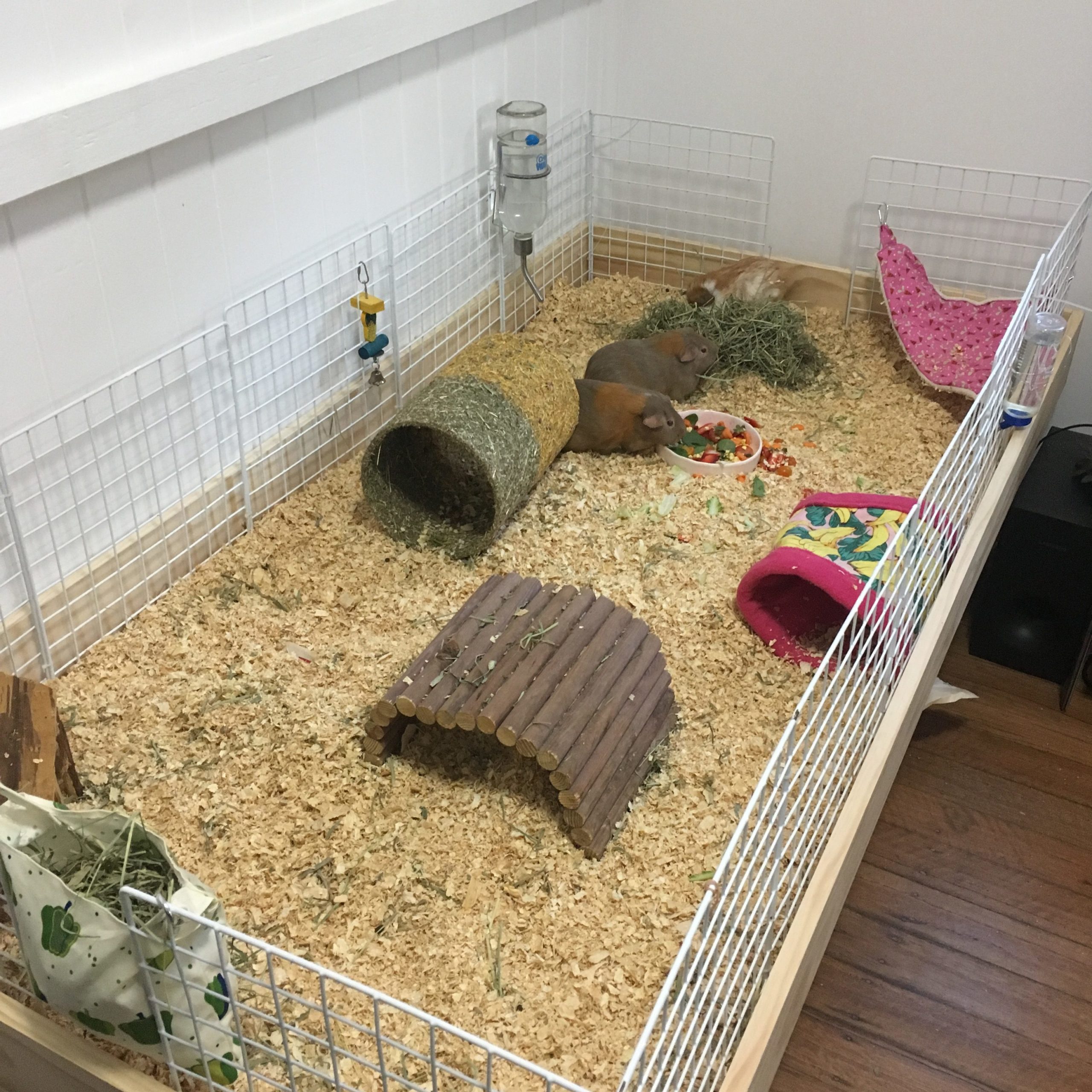 Guinea Pigs Cage Sizes Gizmo & Co