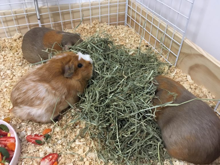 Guinea Pig Diet Hay & Grass Gizmo & Co