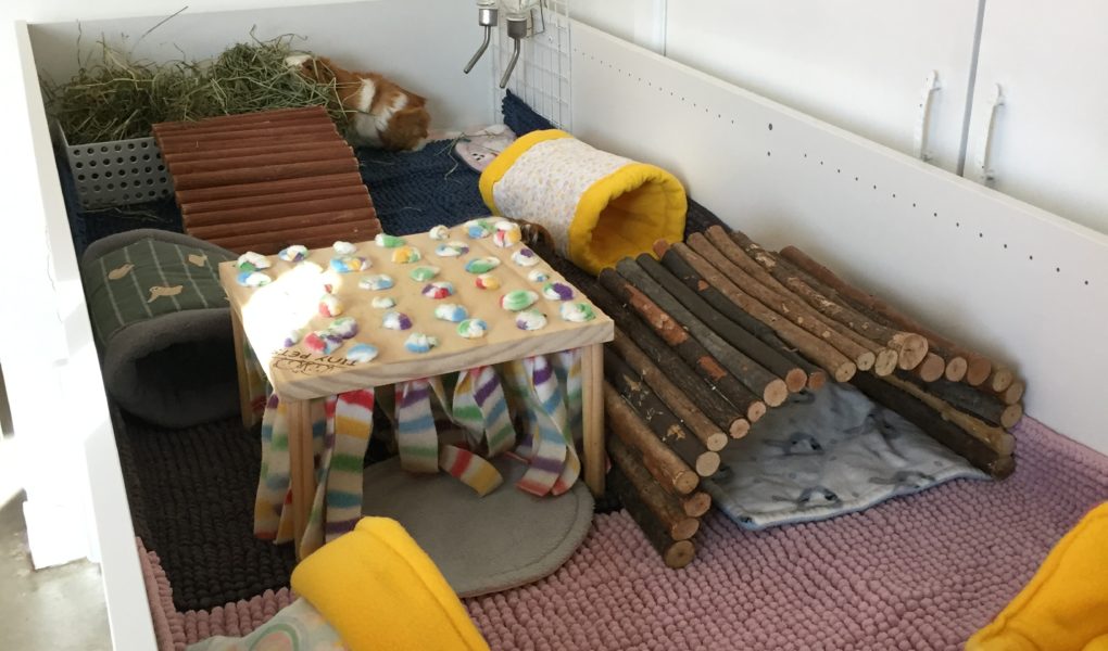 A Guinea pig cage made out of an IKEA book shelf, there is a variety of fleece goodies in the cage.