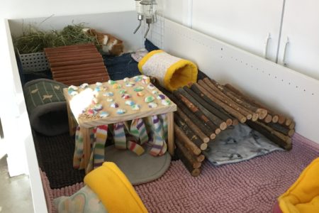 A Guinea pig cage made out of an IKEA book shelf, there is a variety of fleece goodies in the cage.