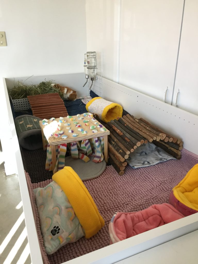A Guinea pig cage made out of an IKEA book shelf, there is a variety of fleece goodies in the cage.