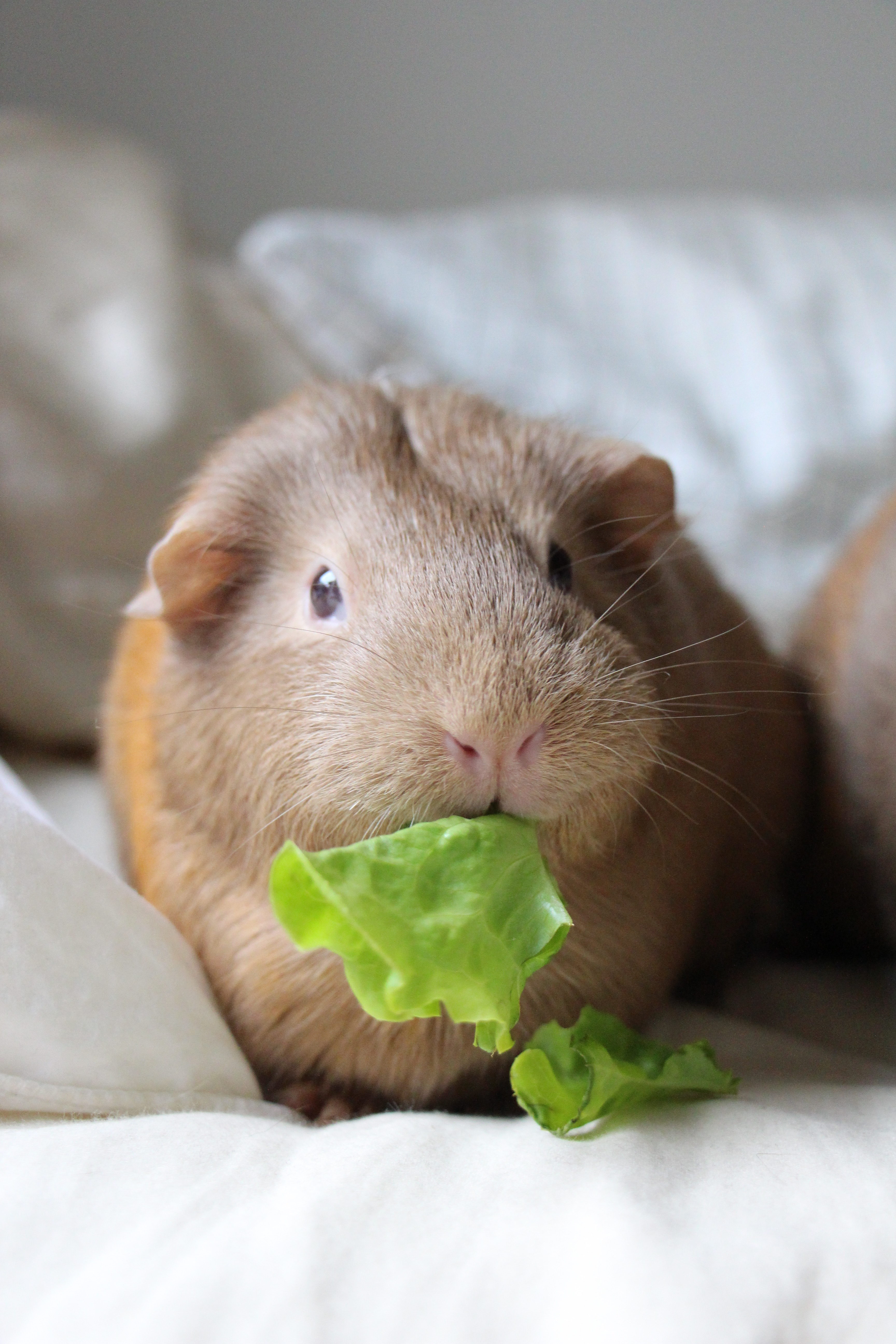 Guinea Pig Food List Gizmo & Co