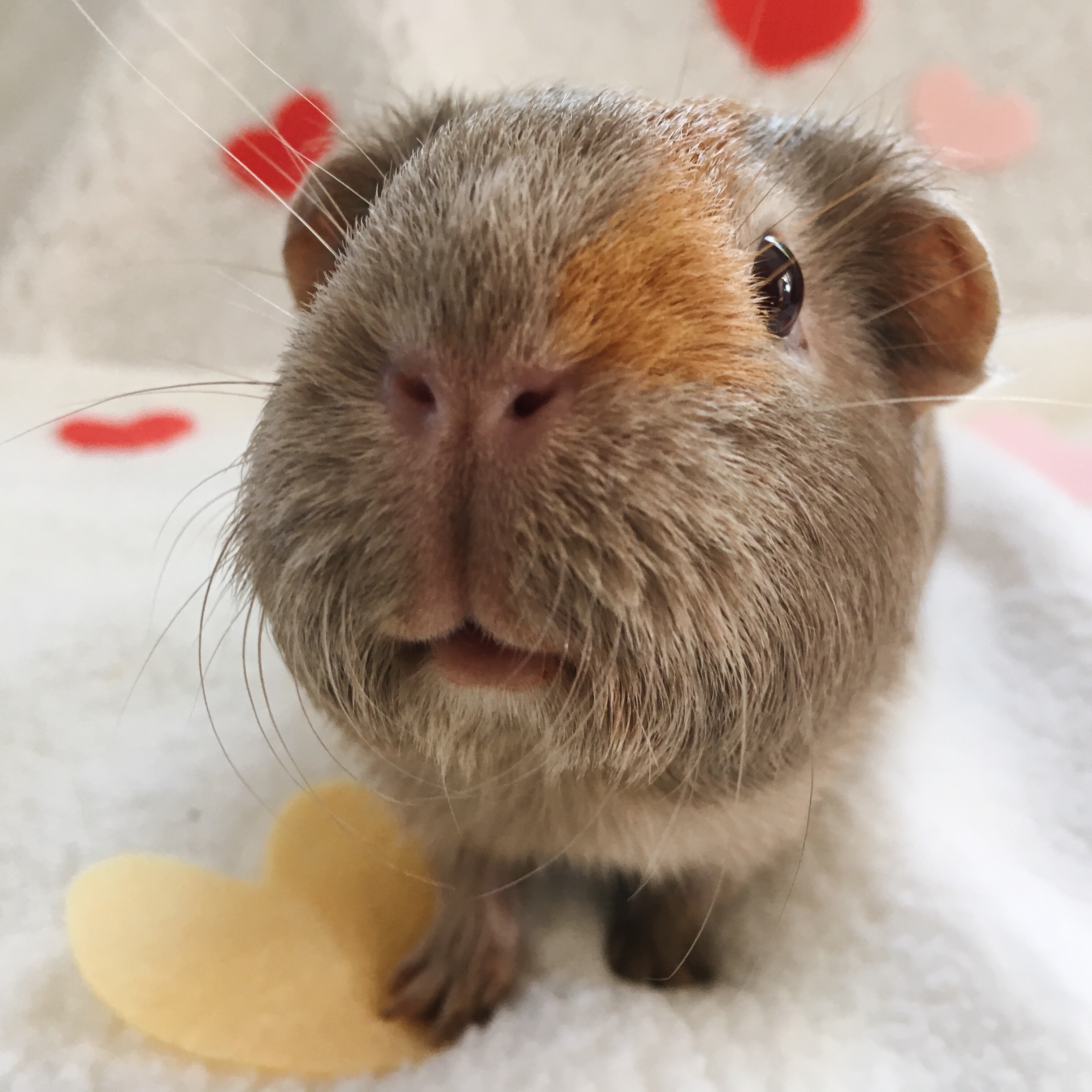 Guinea Pig Diet Hay & Grass Gizmo & Co