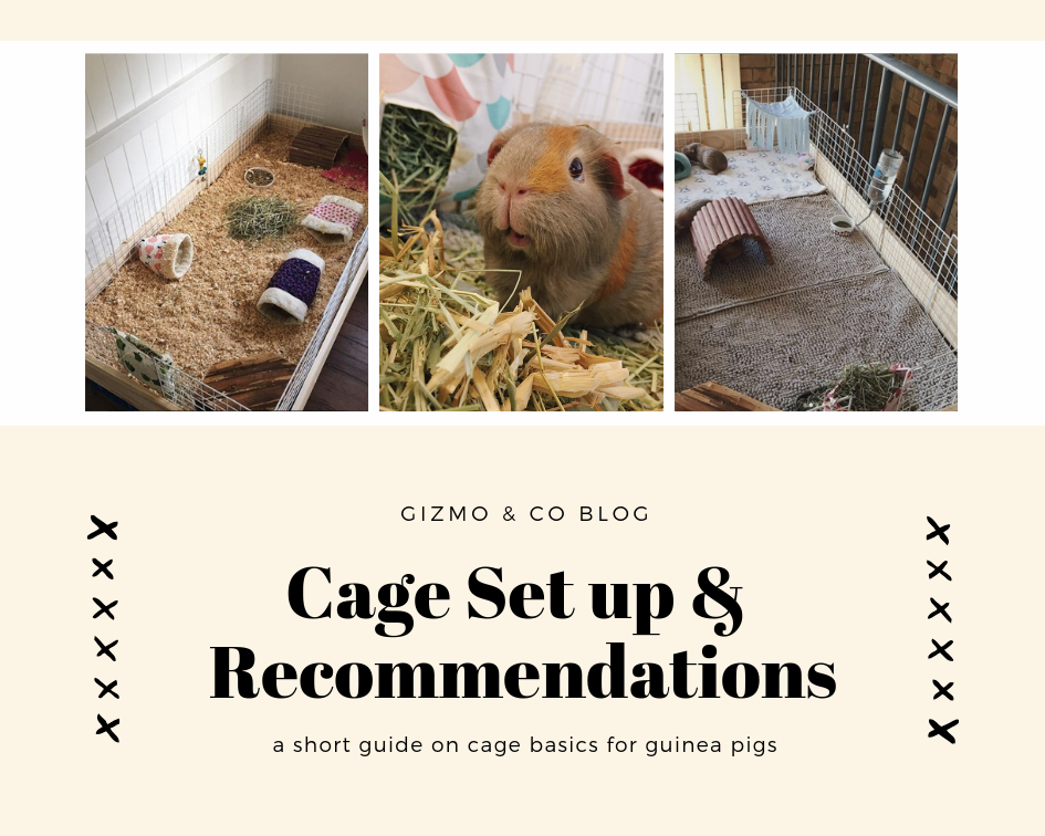 Guinea Pigs Cage Set Up Recommendations Gizmo Co