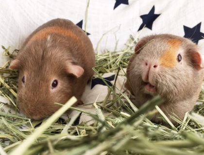 Two brown guinea pigs with ginger stripes on their faces sit in a pile of hay.