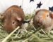 Two brown guinea pigs with ginger stripes on their faces sit in a pile of hay.