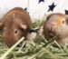 Two brown guinea pigs with ginger stripes on their faces sit in a pile of hay.