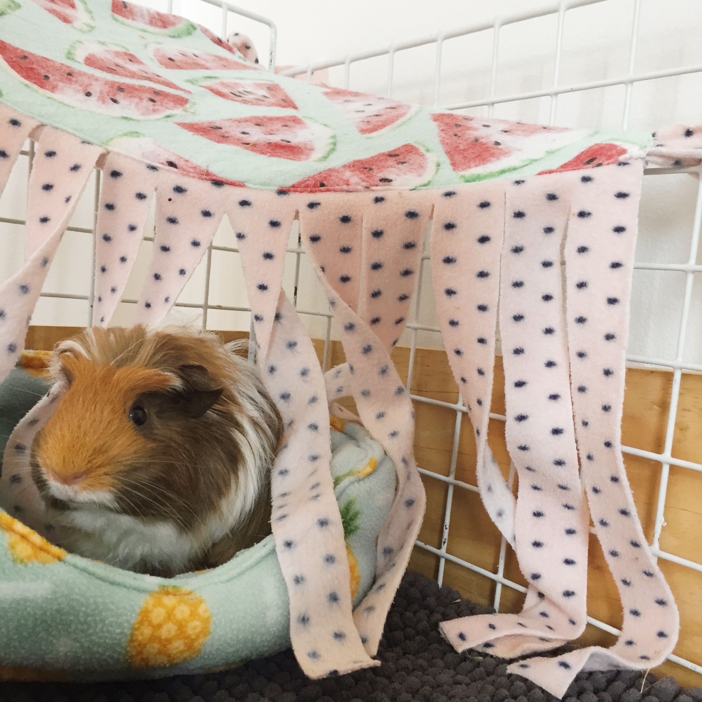 Guinea Pigs Cage Set Up & Gizmo & Co