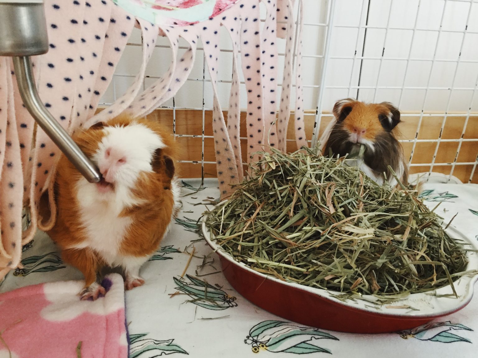 Guinea Pig Diet: Hay & Grass - Gizmo & Co - Guinea Pig Hay Diet Plan