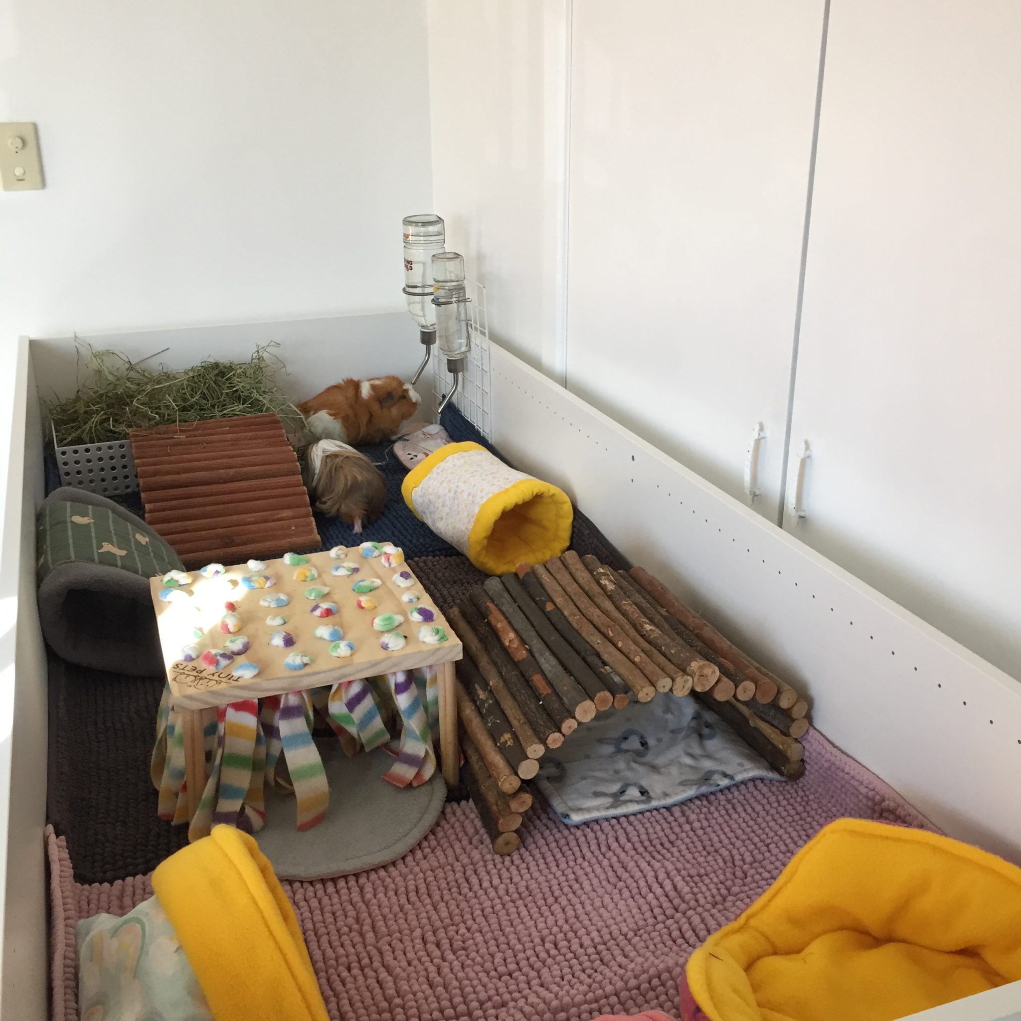 Guinea Pigs Cage Sizes Gizmo Co guinea-pigs-cage-sizes-gizmo-co