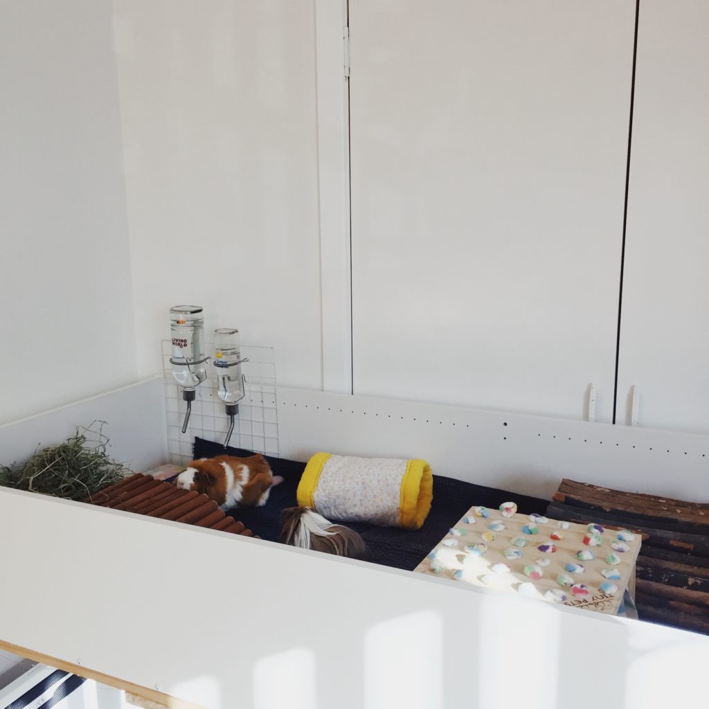 A handmade guinea pig cage, built from an IKEA bookcase and table legs. 