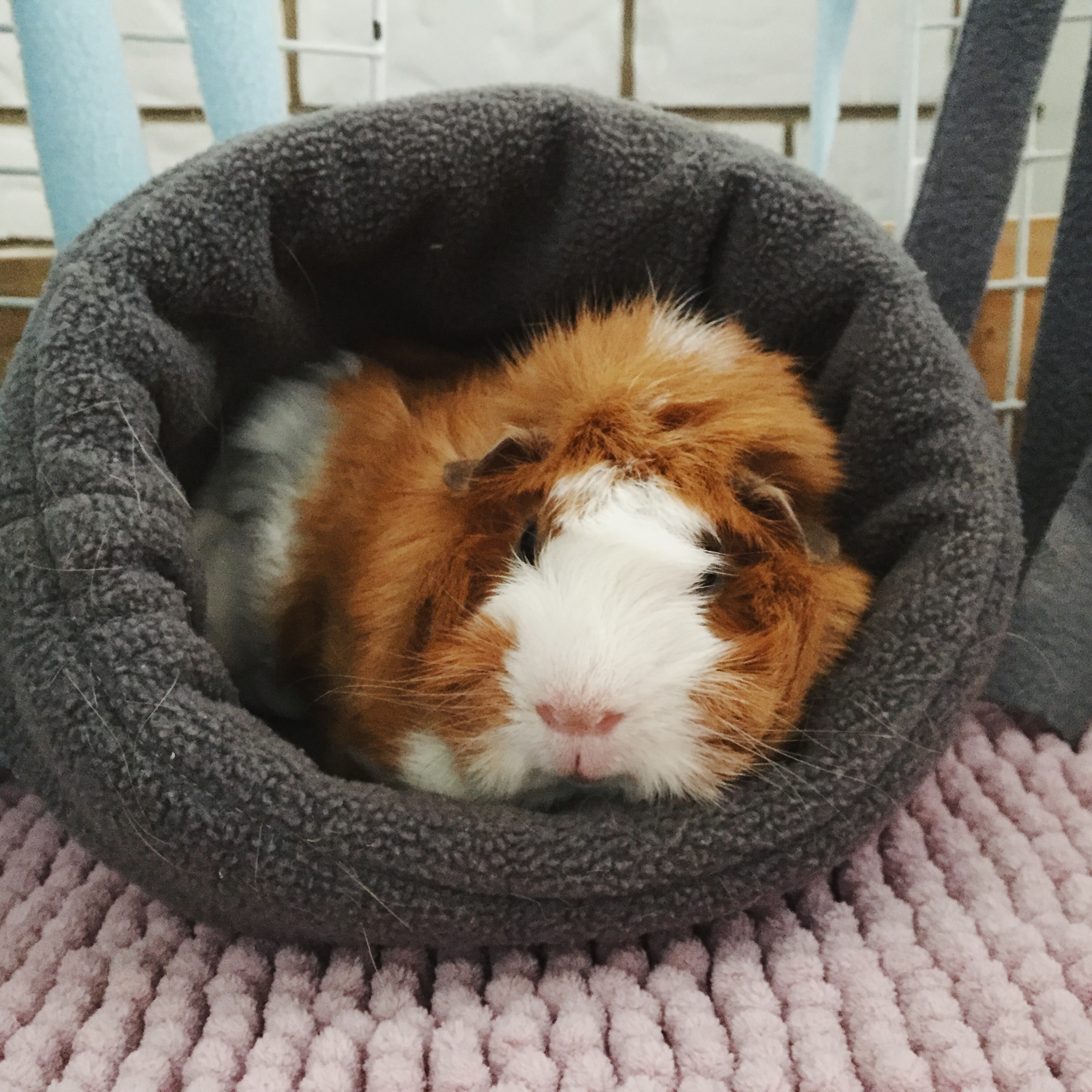 Guinea Pigs: Cage Set Up & Recommendations - Gizmo & Co
